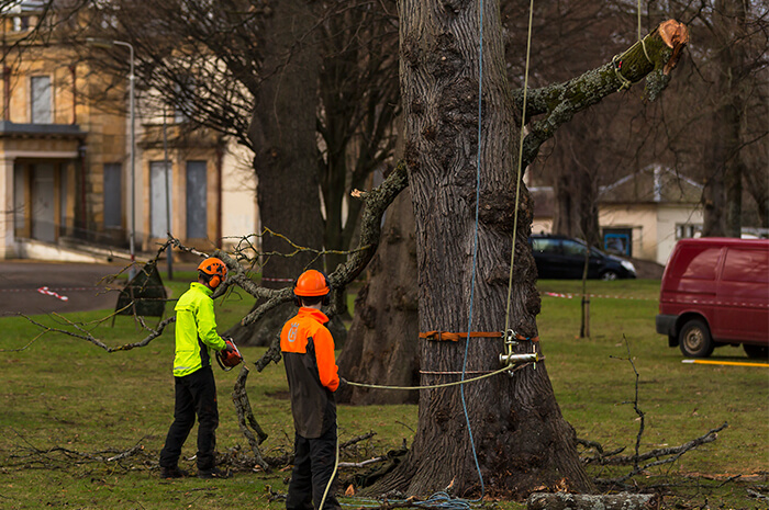 tree surgery image